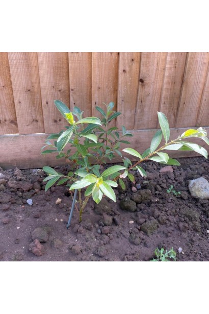 Верба тонкостовбурна Маунт Асо в ландшафті